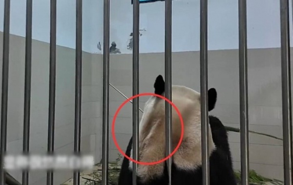 최근 공개된 푸바오의 목 부분에 털이 빠진 듯한 모습이 포착돼 학대 논란이 일었다. 사진은 철창 틈 사이로 털이 빠진 흔적이 보이는 푸바오의 뒷모습. /사진=뉴시스(웨이보 캡처)