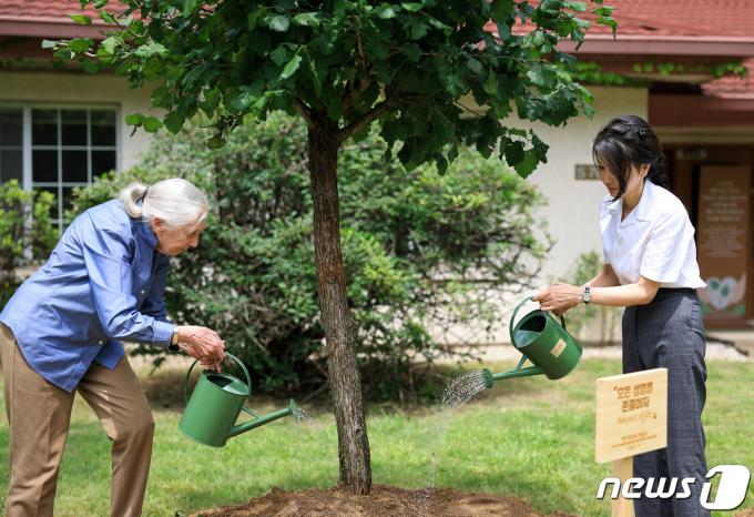 김건희 여사가 7일 서울 용산어린이정원 내 어린이 환경 생태 교육관 예정지에서 세계적인 영장류학자이자 환경운동가인 제인 구달(Jane Goodall) 박사와 희망을 의미하는 산사나무로 기념 식수를 하고 있다. (대통령실 제공) 2023.7.7/뉴스1 ⓒ News1 안은나 기자