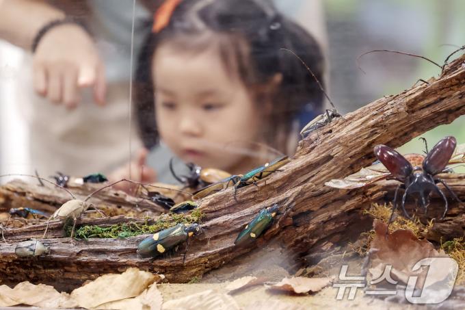 [사진] '곤충 표본이 신기해'