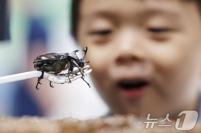 [사진] '장수풍뎅이가 눈 앞에'