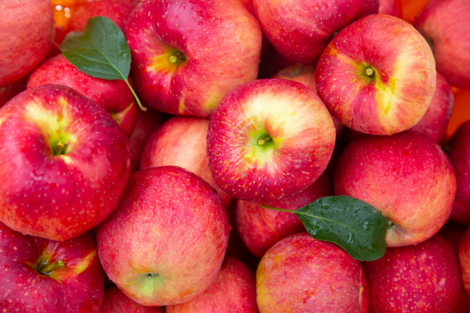 과수화상병은 지난달 13일 충주시 동량면 사과농장에서 첫 발생한 이후 이른 더위 속 사과 탄저병 확산 우려도 커지고 있다.  사진은 기사와 직접적인 관련 없음. /사진=이미지투데이