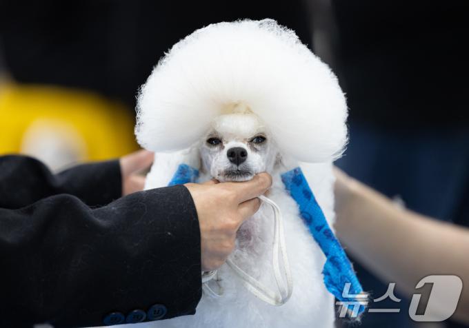 [사진] '오늘은 우아한 스타일로'