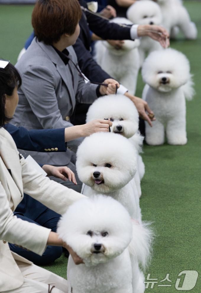 [사진] '비숑 다 모였다'