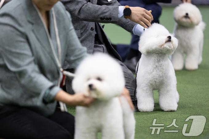 [사진] 위풍당당한 댕댕이들