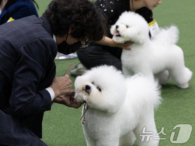 [사진] '최고의 비숑을 찾아라'