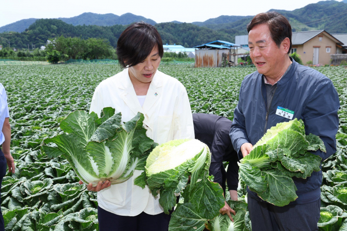송미령 농림축산식품부 장관이 여름배추 주산지인 강원도 평창군을 방문해 여름배추 작황을 점검하고 있다. /사진=농림축산식품부