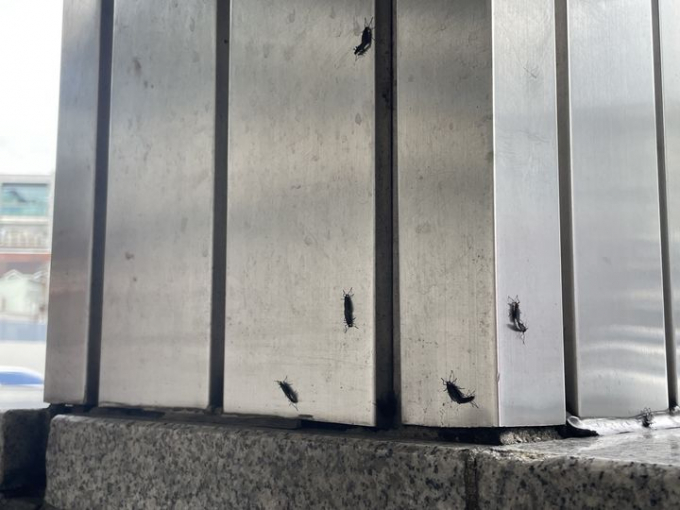 일명 러브버그라 불리는 붉은등우단털파리가 다시 기승을 부리고 있다. 사진은 지난해 6월22일 서울 은평구 연신내역 4번 출구에서 발견된 러브버그.  /사진=뉴시스