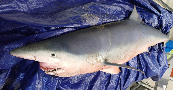 국립수산과학원은 올 여름 동해안에 대형 상어류 출현 빈도가 높을 것으로 예측했다. 사진은 지난 10일 강원 강릉-주문진 일대에서 잡힌 길이 2.96m 무게122㎏의 청새리상어. /사진=해양수산부 국립수산과학원 제공