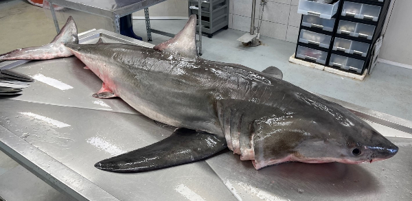 국립수산과학원은 상어류 출현이 증가에 따라 해수 속의 환경DNA를 분석해 동해안 상어류를 연구할 계획이다. 사진은 지난달 25일 울진-후포 인근에서 잡힌 길이 2m 무게76.2㎏의 백상아리. /사진=해양수산부 국립수산과학원 제공