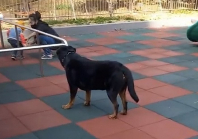 놀이터에서 아이를 바라보고 있는 로트와일러의 모습. /사진=인스타그램 갈무리  