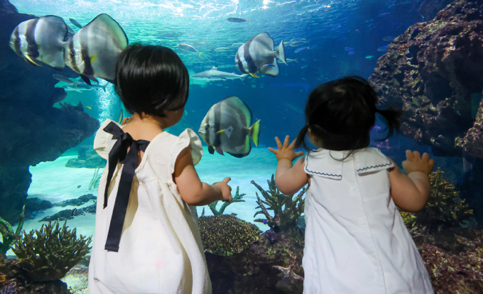 ▲ 아이 눈높이에서 바라본 아쿠아리움