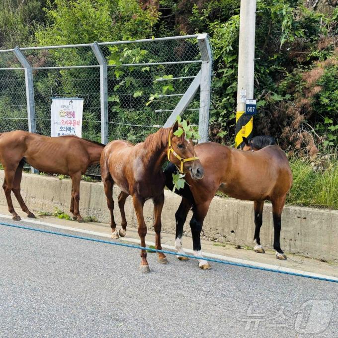 [사진] 평창 도로 활보하는 말들