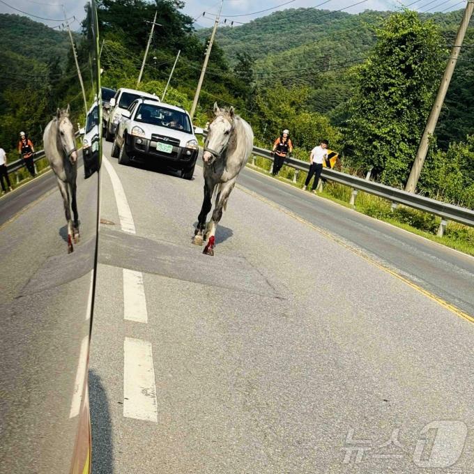 [사진] 도로 활보하는 말들