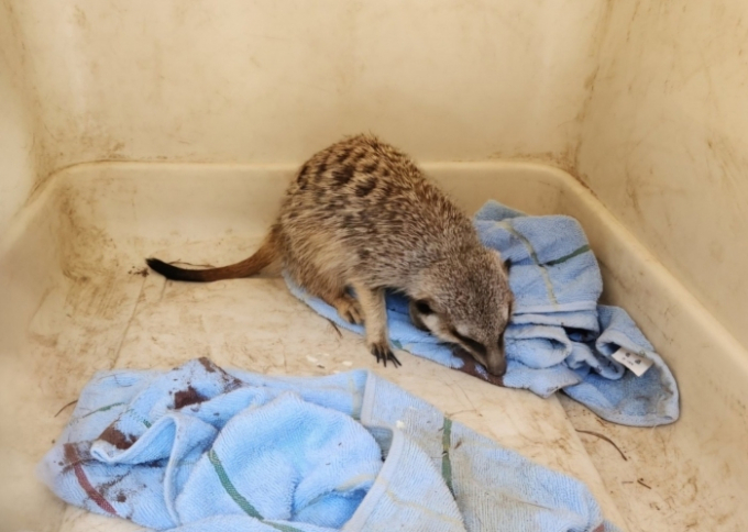 전문가들은 가정이나 시설에서 기르는 외래종 야생동물의 유기가 생태계를 교란 시킬 것을 우려했다. 사진은 지난 2일 전북 장수군 유실·유기동물 보호소에 입소된 미어캣. /사진=뉴스1(김수애씨 제공)