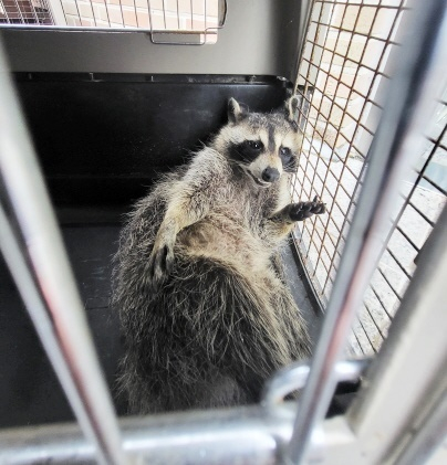 외래종 야생동물의 유기가 생태계를 교란을 우려한 정부는 미어캣, 라쿤, 여우, 프레리도그를 보호대상으로 지정했다. 사진은 지난 1일 강원 춘천시에서 구조된 라쿤. 사진=뉴스1(동물보호관리시스템 제공)