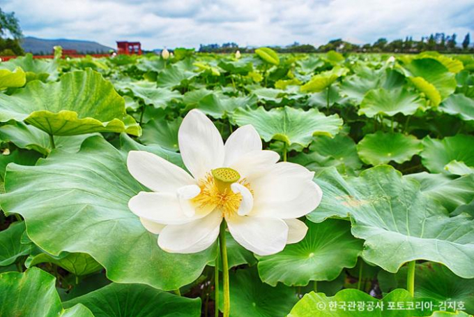 7월은 연꽃을 감상하기 가장 좋은 계절이다. 무안 회산백련지에 단아한 백련이 활짝 피어있다. /사진=한국관광공사
