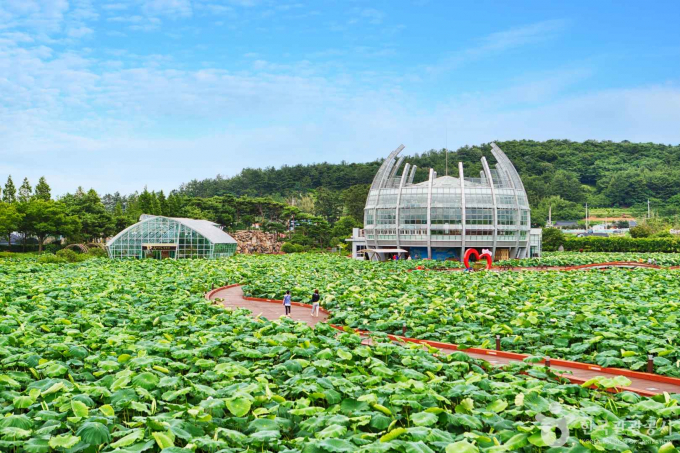 무안 회산백련지는 수상무대를 비롯해 쉼터, 분수, 전망대 등 다양한 테마로 연꽃을 즐길 수 있는 곳이다. /사진=한국관광공사