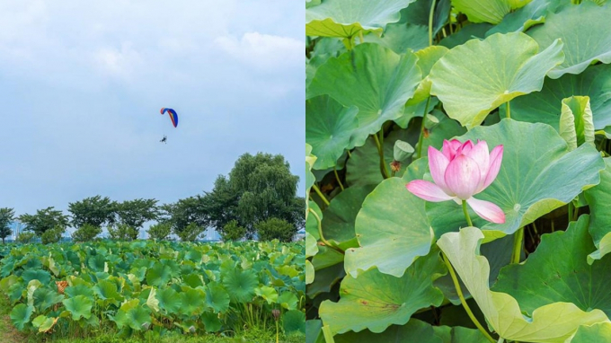 시흥 관곡지 연꽃테마파크에서는 만들기 체험과 연잎차 체험, 먹거리 등을 즐길 수 있다. /사진=한국관광공사