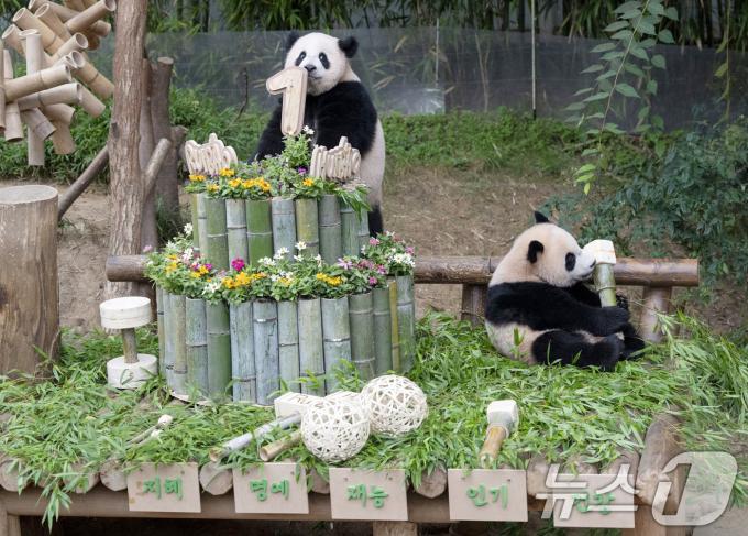 [사진] 돌잡이 하는 '푸바오 동생들' 루이·후이바오