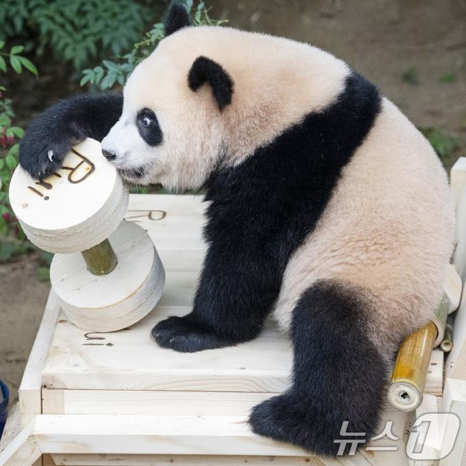 [사진] '푸바오 동생' 루이바오의 돌잡이 선택은?