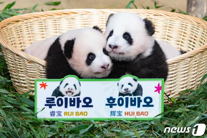 ‘자이언트 판다’ 아이바오와 러바오 사이에서 태어난 쌍둥이 판다인 루이바오(왼쪽)과 후이바오가 12일 오전 경기도 용인시 에버랜드 판다월드에서 언론에 첫 공개되고 있다. 2023.10.12/뉴스1 ⓒ News1 이재명 기자