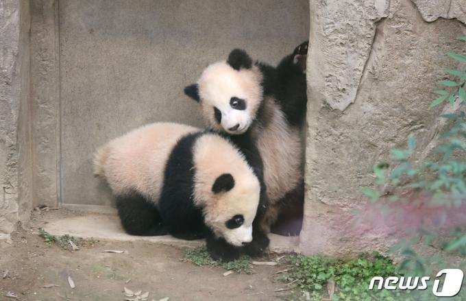 3일 경기도 용인시 에버랜드 판다월드 방사장에서 쌍둥이 판다 루이바오와 후이바오가 언론에 공개되고 있다. 쌍둥이 판다들은 오는 4일부터 매일 오전 일부 시간에 일반 고객에 공개된다. (공동취재) 2024.1.3/뉴스1 ⓒ News1 김영운 기자