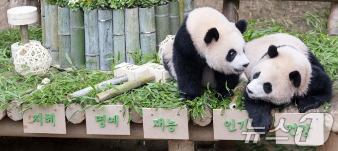 [사진] 푸바오 동생들, 돌잡이서 '이것' 잡았다