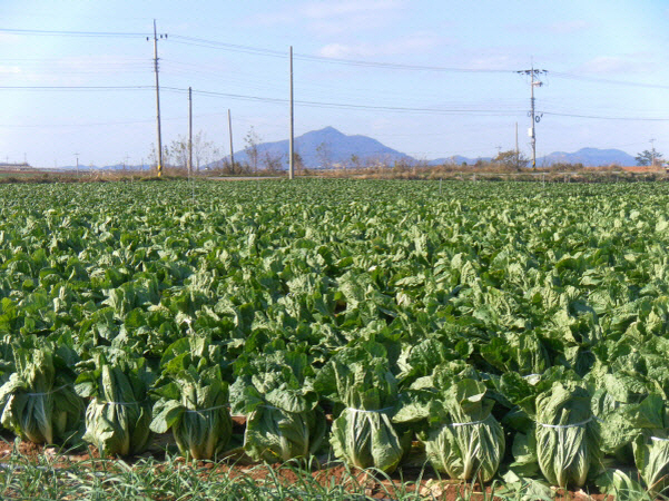 겨울배추./사진=전남도