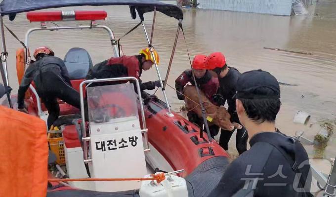 [사진] 폭우에 송아지도 고립 '구출작전 펼치는 소방'