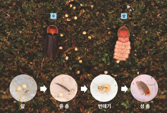친환경 상징 ‘늦반딧불이’의 일생. / 자료제공=시흥시
