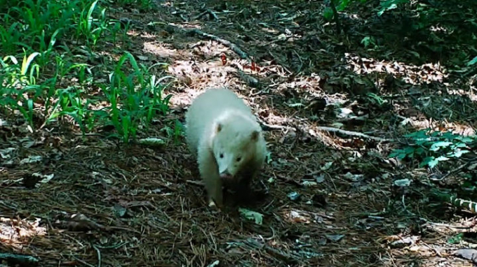 지리산국립공원에서 알비노 또는 루시즘 돌연변이로 추정되는 흰 오소리가 7년만에 모습을 들어냈다. 사진은 지리산 일대를 활보하는 흰 오소리. /사진=뉴시스(전남 사무소 제공)