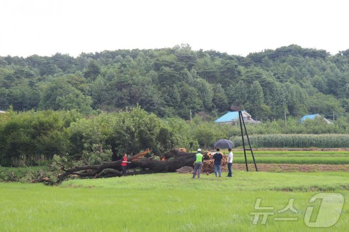 [사진] ‘230살’ 천연기념물 오리나무, 폭우에 뿌리째 뽑혀