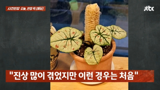JTBC 사건반장은 충남 보령에서 한 카페를 운영 중인 사업주의 제보 사연을 보도했다. /사진=JTBC 사건반장 캡처