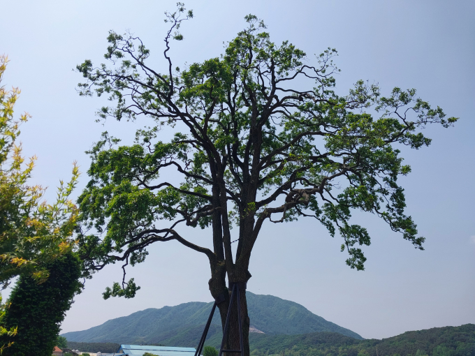 폭우로 부러지기 전 포천시 관인면 초과리 수령 230년된 오리나무의 늠름한 모습. 사진제공=경기도산립환경연구소 