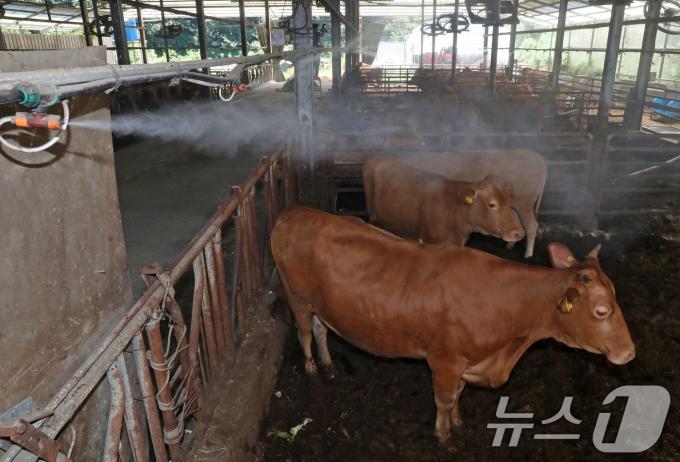 부산지역에 폭염경보가 이어진 30일 오후 부산 기장군 철마면 한 한우농가에서 소들이 대형선풍기 바람과 쿨링 포그를 맞으며 더위를 식히고 있다. 2024.7.30/뉴스1 ⓒ News1 윤일지 기자