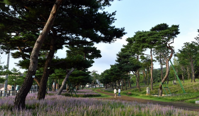 산림청의 아름다운 도시숲 50선에 선정된 수원시 장안구 '노송숲' 풍경. 사진제공=수원시