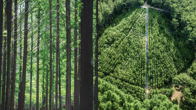 경북 영덕 벌영리 메타세쿼이아 길은 높은 나무들 아래에서 시원하게 산책할 수 있는 길이다. 사진은 메타세쿼이아 숲길. /사진=한국관광공사