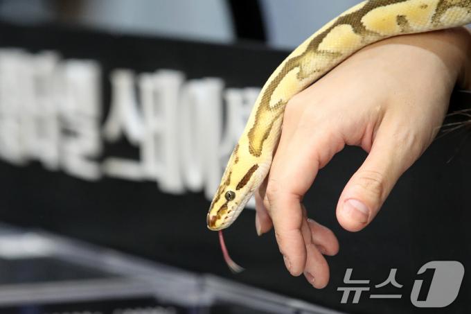[사진] 손등을 타고 흐르는 애완용 뱀