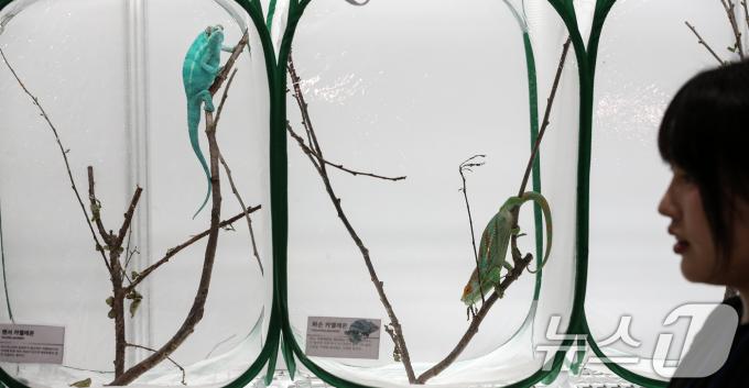 [사진] 고운 빛깔 자랑하는 카멜레온
