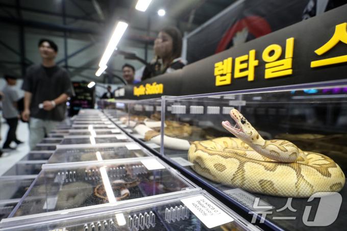 [사진] 색깔과 무늬 자랑하는 애완용 뱀