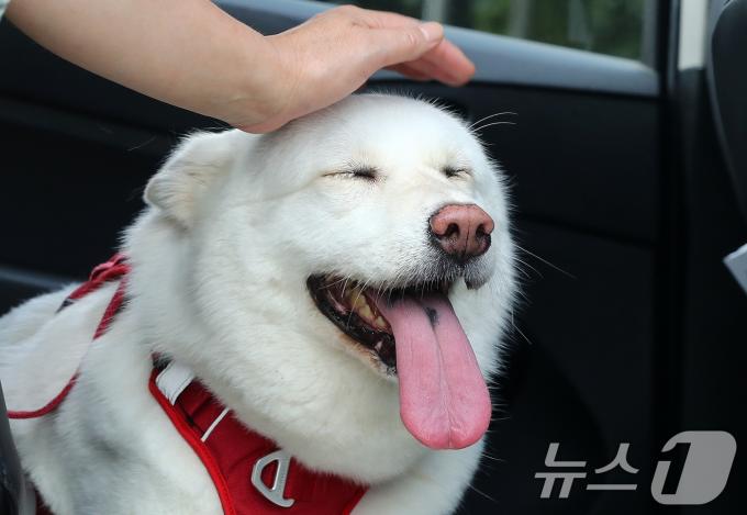[사진] 반려견 등록 '자진신고하세요'