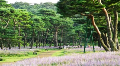 경관 개선형 도시숲에 선정된 수원시 장안구 노송숲의 아름다운 모습. 사진제공=산림청 