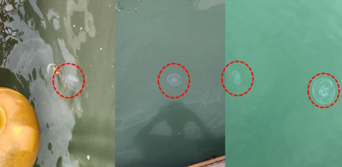 경기바다에서 수온이 높아지면서 개체수가 증가하는 약독서 해파리. 사진제공=경기도
