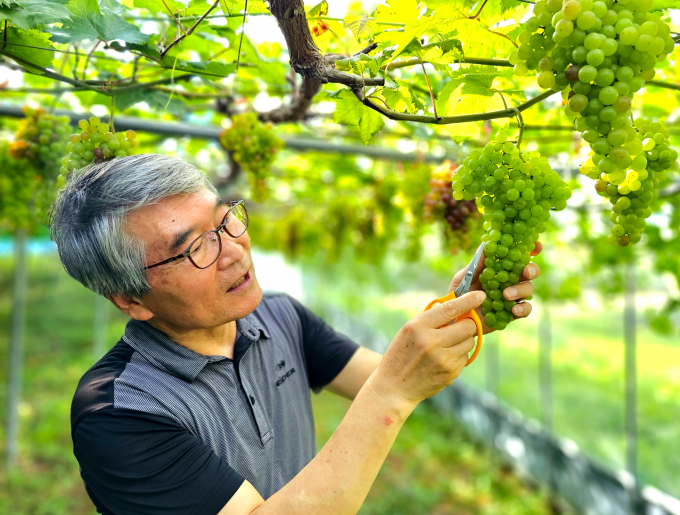 김옥성(63) 힐링포도원 대표가 포도를 손질하고 있다./전남도