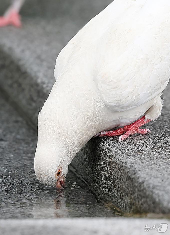 [사진] 찜통더위에 비둘기도 더워요