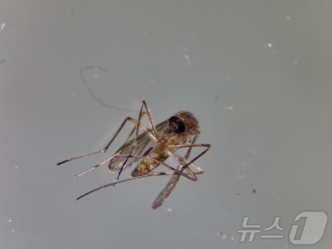 작은빨간집모기./뉴스1 ⓒ News1 김경훈 기자