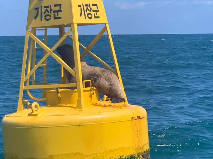 12일 오후 큰바다사자가 부산 기장군 동백항 인근 등부표에 올라왔다가 갇혀 해경에 의해 구조됐다. /사진=뉴스1(울산해경 제공)