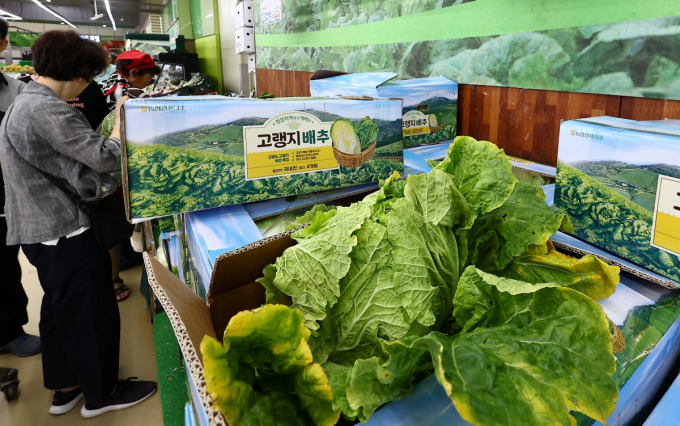 장마와 폭염, 병충해 등으로 여름배추 수급에 비상이 걸리며 배추 가격이 치솟고 있다. 서울 시내의 한 마트에서 소비자가 배추를 고르는 모습. /사진=뉴시스