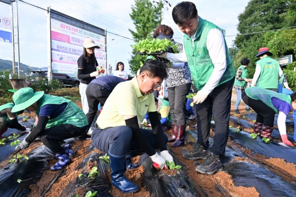 전진선 양평군수가 16일 양평군새마을회 회원 70여 명과 함께 청운면 일원에 배추 모종 3000여 포기를 심고 있다. / 사진제공=양평군