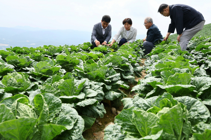 농식품부가 8월 하순부터 배차가격이 안정화 될 것으로 내다봤다. 사진은 최근 송미령(왼쪽 두번째) 농식품부 장관이 강원 강릉 왕산면 안반데기를 찾아 배추 생육상황과 산지 출하 동향을 점검하던 모습. /사진=농식품부